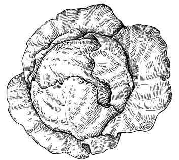 Shape