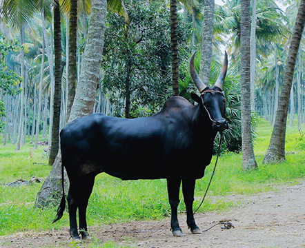 Freshnet farms Pollachi